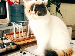 -平行世界·猫咖(首经贸店)