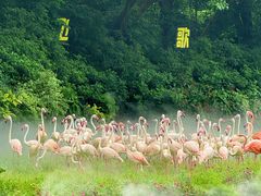 -广州长隆飞鸟乐园