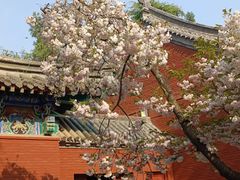 -洛阳白马寺