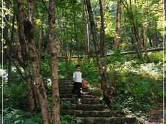 -五营红松林海景区