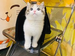 -欣宠猫屋·矮脚拿破仑·蓝金金渐层