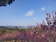 -香雪海
