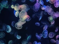 -海合安成都极地海洋公园
