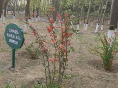 -大兴滨河森林公园