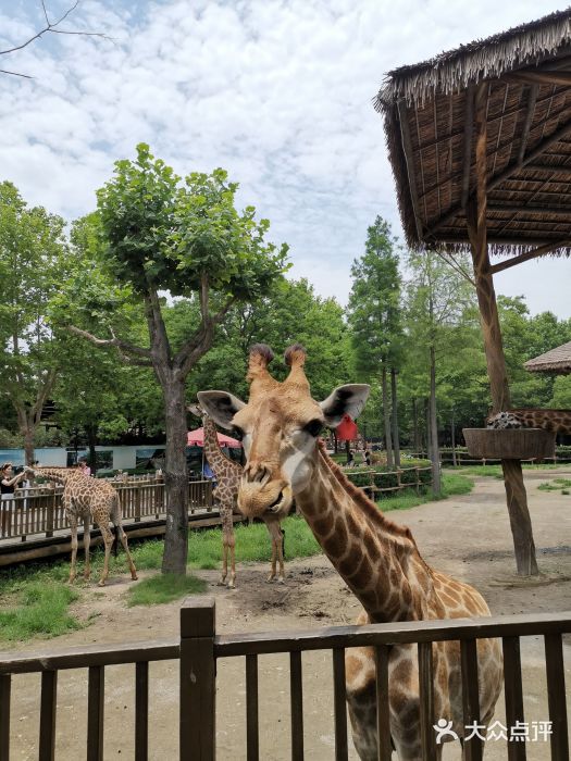 上海野生動物園圖片