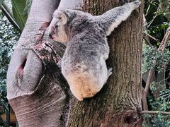 -费瑟代尔野生动物园