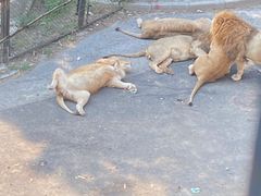 -大连森林动物园