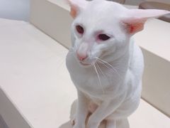-飞行喵MR PILOT|猫舍·猫咖(静安大融城店)