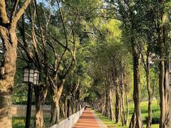 -黄埔油麻山森林公园