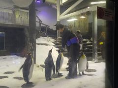 -悉尼海洋生物水族馆