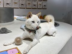 -柴务处·柴犬主题狗咖