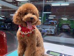 -FAELING PETS美天灵宠物(合生汇店)