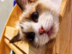 -momokira米努特·德文卷毛猫·棉花面纱犬