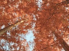 -黄海国家森林公园