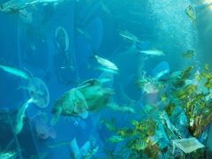 -海棠湾洲际-涛·海底餐厅·美人鱼·自助餐·海底隧道
