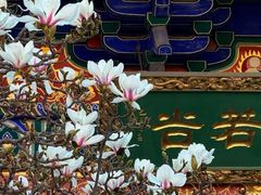 -真庆观