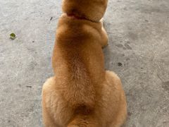 -柴犬高等学院·狗咖·柴犬售卖·宠物训练