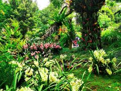 -深圳仙湖植物园