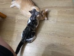 -东方名猫馆·英短金渐层布偶猫舍(环线广场1号楼店)