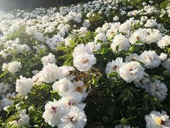 -洛阳市隋唐城遗址植物园