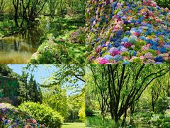 -上海共青森林公园