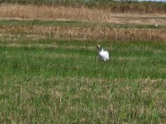 -盐城丹顶鹤湿地生态旅游区