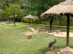 -泉州海丝野生动物世界