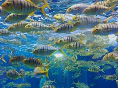 -海合安成都极地海洋公园