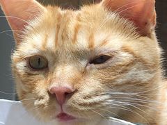 -藏猫猫咖啡主题馆(中央大道店)