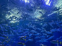 -海合安武汉极地海洋公园