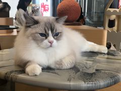 -瞄一喵猫咖(格力海岸店)