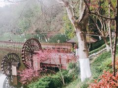 -重庆彩云湖湿地公园