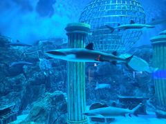 -芜湖新华联大白鲸海洋公园