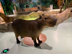 -萌宠奇缘