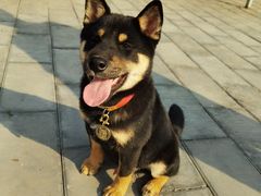 -北京京卫宠物寄养训练中心