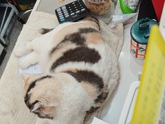 -四月宠物医院·猫专科·心脏专科·内科(转塘店)