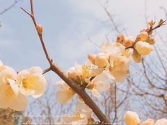 -梅花山(明孝陵内)