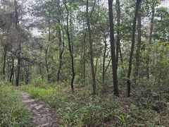 -铁山坪森林公园