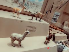 -美国自然历史博物馆