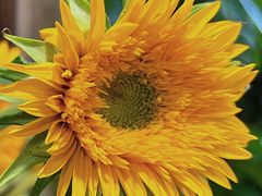 -循礼门鲜花花市(武汉循礼门店)