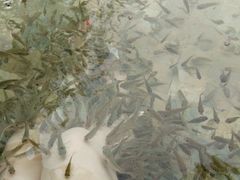 -张家港金凤凰度假村温泉