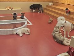 -和它·交个朋友·狗咖猫咖(爱琴海店)
