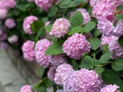 -院子餐厅·大锅菜·老杭帮(桥西直街店)