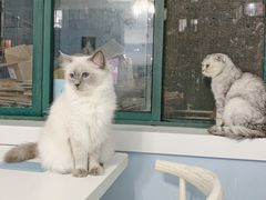 -喵的天空名猫咖啡馆·撸猫·猫舍·用品