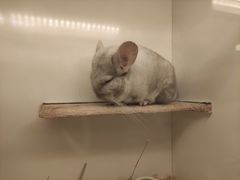 -龙猫仔乐园(惠福东路店)