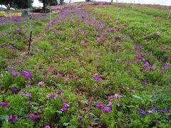 -松山湖梦幻百花洲