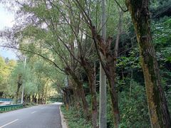 -王顺山国家森林公园
