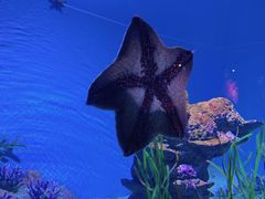 -新加坡海洋生态馆