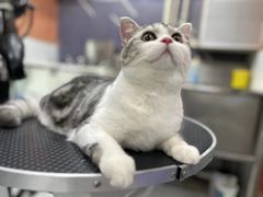 -车接车送·寄养洗护·德文猫舍(大宁店)