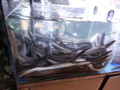 -本炙炭烤·蒲烧活鳗料理店(金沙洲店)
